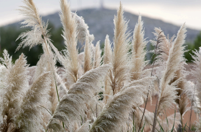 pampas grass